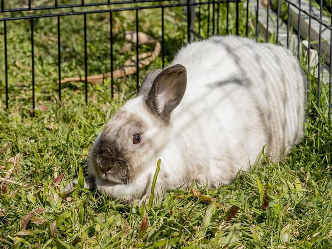 Rabbits need stimulation. Picture: Jerad Williams