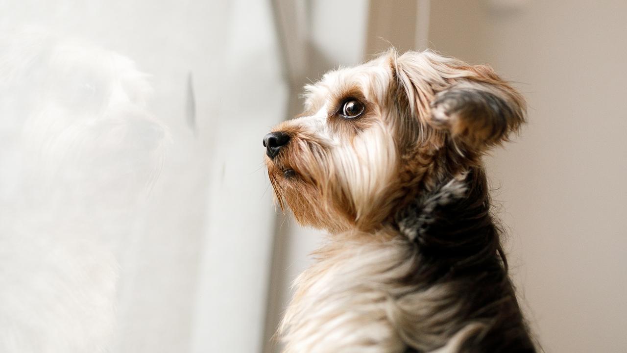 Dogs should settle in before being left alone at their new home to avoid barking or whining when you’re gone.