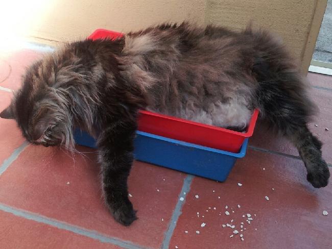 Merlin the cat sleeps in his litter tray.