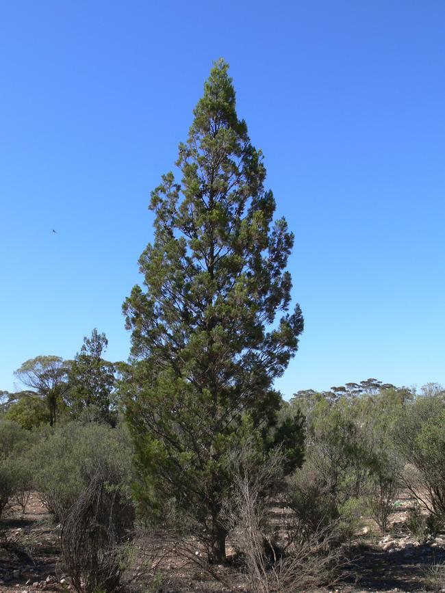 The Southern cypress pine, Callitris gracillis, makes a great Australian Christmas tree. Available through Trees for Life in SA and State Flora Nursery. Credit: Trees For Life