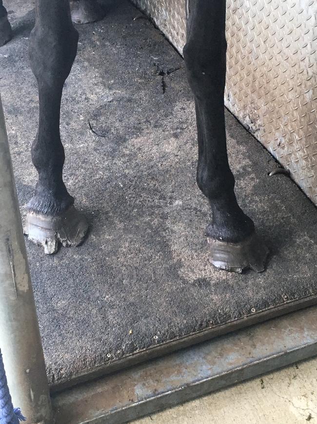 Equine veterinarians who examined horses and a donkey seized from the owner of the Storybook Farm-Sacred Animal Garden said their hooves had not been attended to in about a year. 