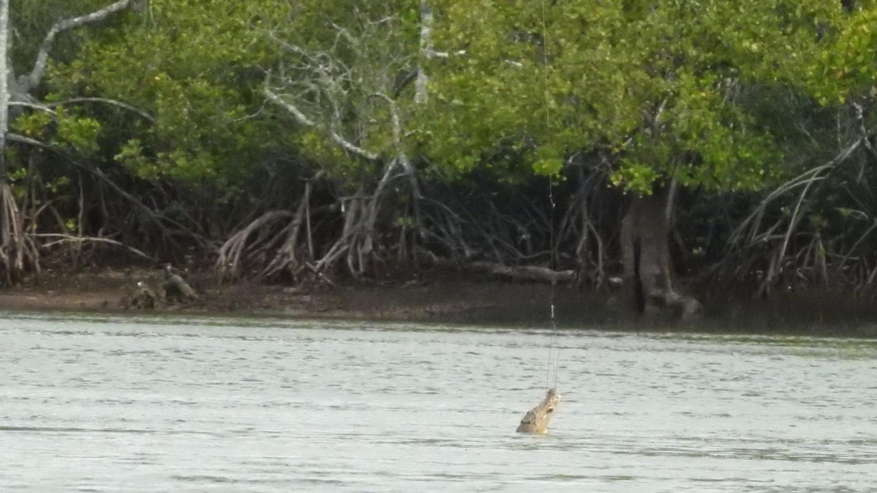 Department of Environment and Science using drones to lure and catch ...