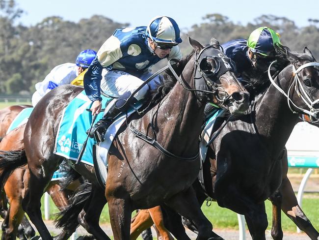 Interpretation (IRE) ridden by Michael Dee wins the Apiam Animal Health Bendigo Cup at Bendigo Racecourse on November 01, 2023 in Bendigo, Australia. (Photo by Brett Holburt/Racing Photos via Getty Images)