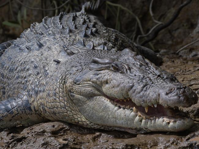 An estuarine crocodile on the banks of the Daintree River. Picture: David White