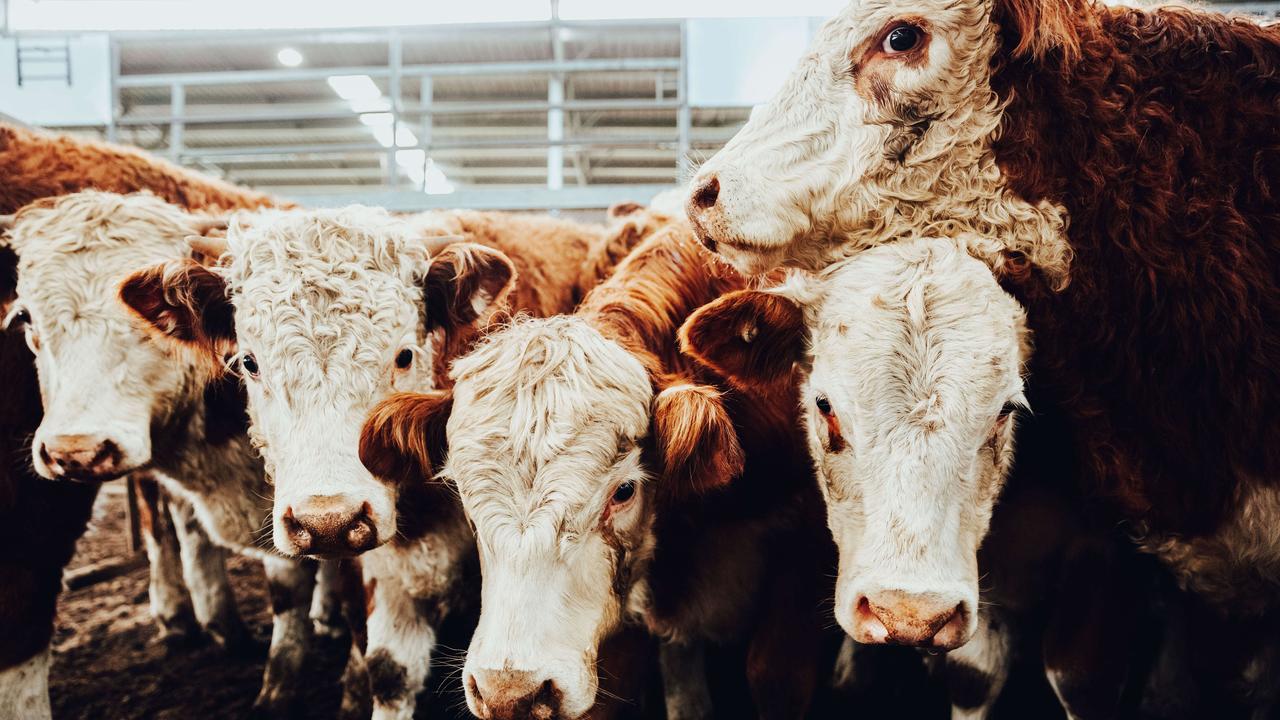 Cattle at the Yea store market sale last Friday. Picture: Chloe Smith.