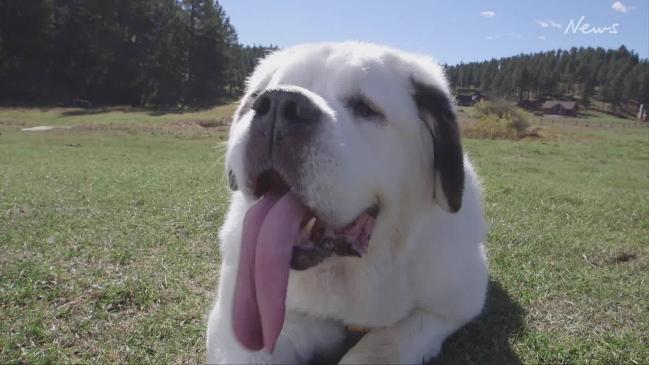 This dog has the world's longest tongue!