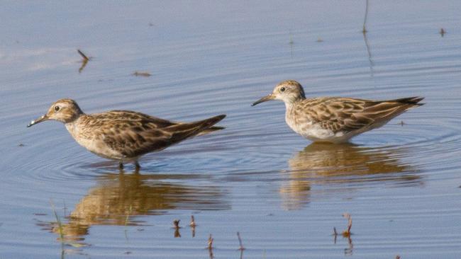 Migratory shorebirds at Riverstone wetlands. Picture: Mark Fuller