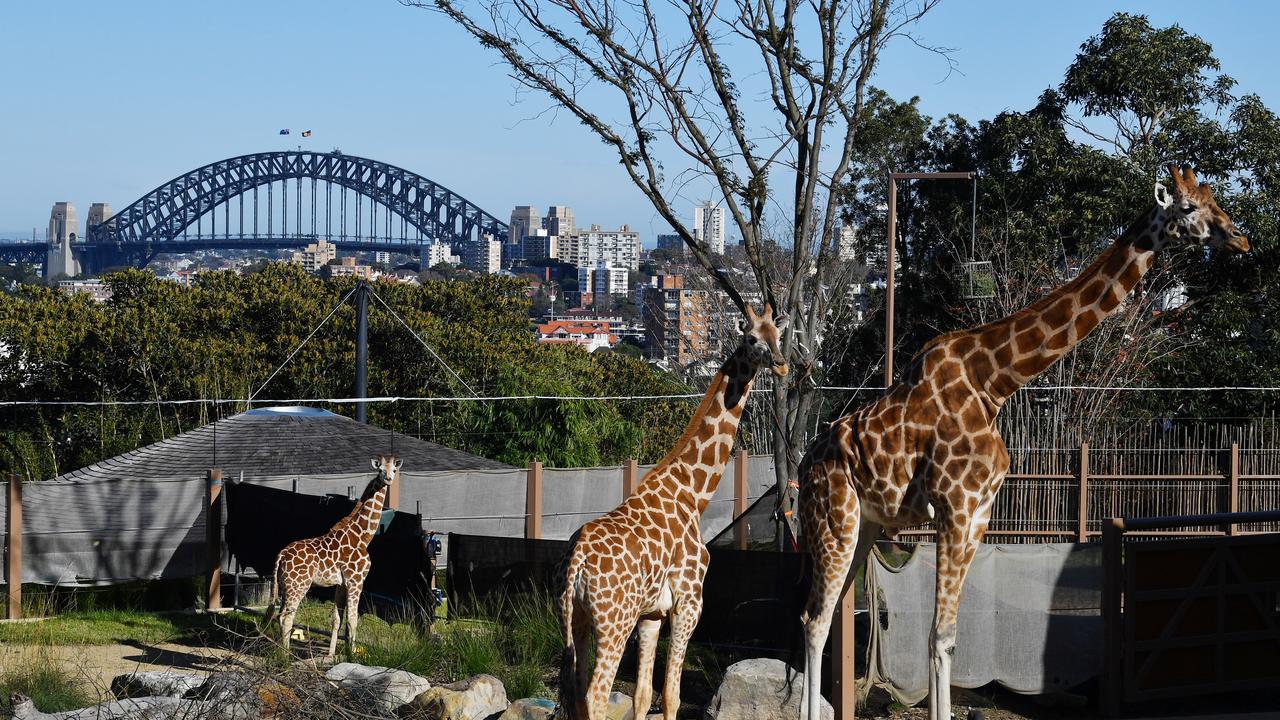 Taronga Zoo: William Doyle wins unfair dismissal case | Daily Telegraph