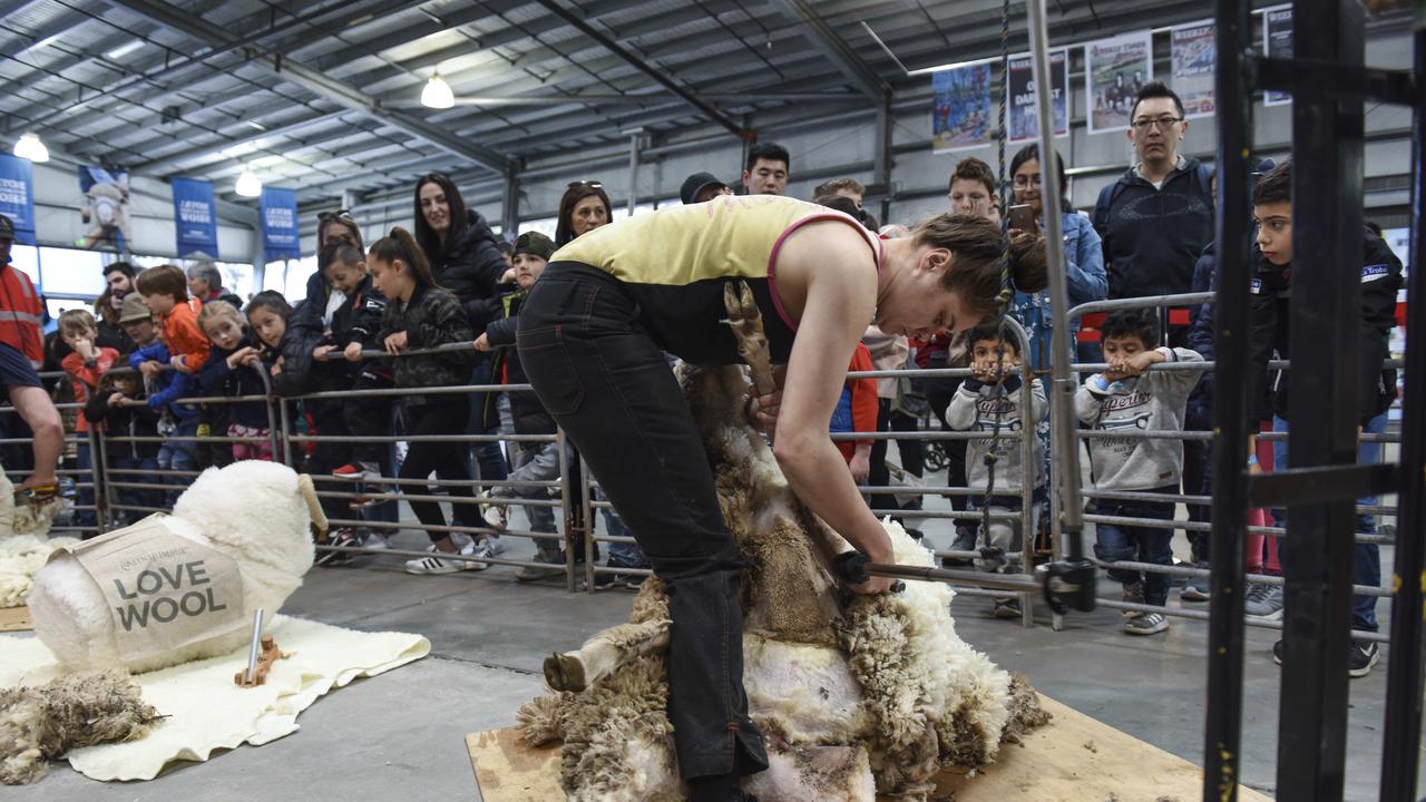 Chloe Swiggs, Hamilton, does a shearing demonstration at the Royal Melbourne Show. Photo: Dannika Bonser