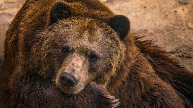 Donald Trump allows hunters to shoot hibernating bears and wolf cubs ...