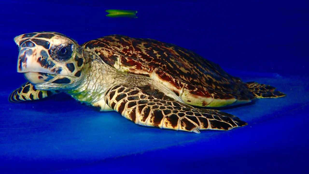 Sick turtle delivered in style to turtle hospital | The Courier Mail