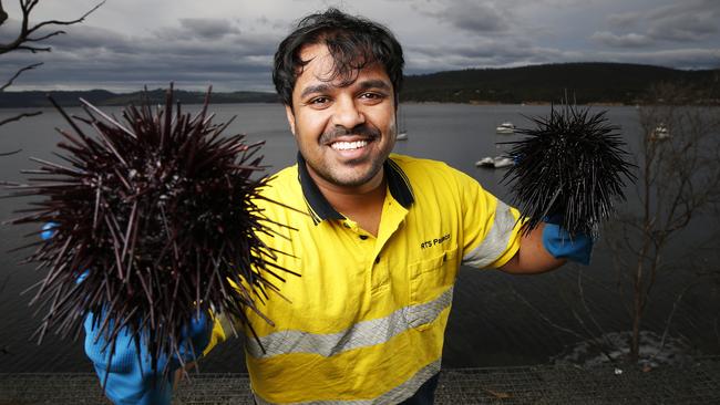 Quality assurance and process specialist from RTS Pauaco, Duminda Dissanayake, with their Centrostephanus Rodgersii urchins. Picture: ZAK SIMMONDS