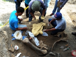 Fossil of ‘giant pelican’ found in Peru | news.com.au — Australia’s ...