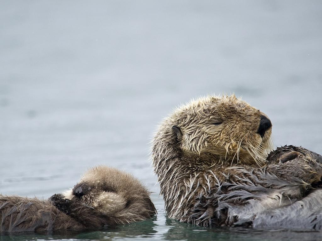 Sea Otter mother and pup float in Aialik Bay in Kenai Fjords National Park, Alaska.. Picture: Getty