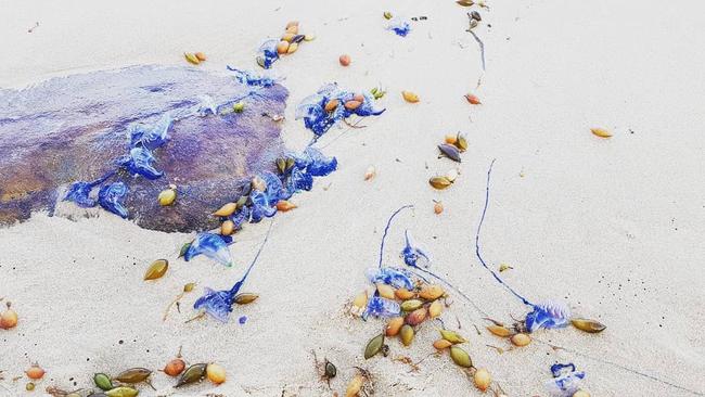 Easterly winds have pushed the marine stingers onto popular beaches. Picture Instagram 