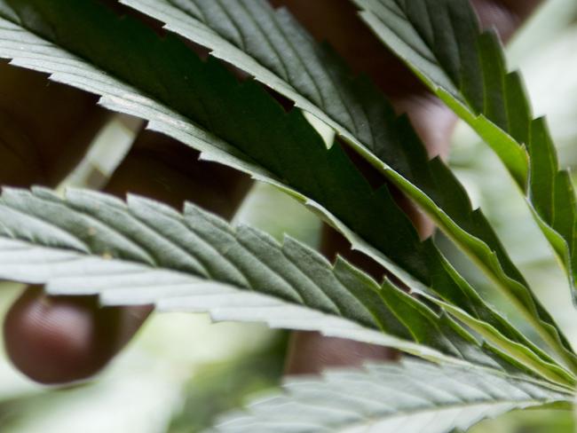 FILE - In this Dec. 9, 2013 file photo, marijuana grower Marcelo Vazquez checks the leaves of his plants for fungus, on the outskirts of Montevideo, Uruguay. A marijuana growing club is taking steps to be the first officially recognized in Uruguay, where lawmakers have made their country the world's first national marketplace for legal pot. The Association of Cannabis Studies of Uruguay began the process by registering with the Education and Culture ministry, Drug Control Chief Julio Calzada said on Tuesday, June 24, 2014. (AP Photo/Matilde Campodonico, File)