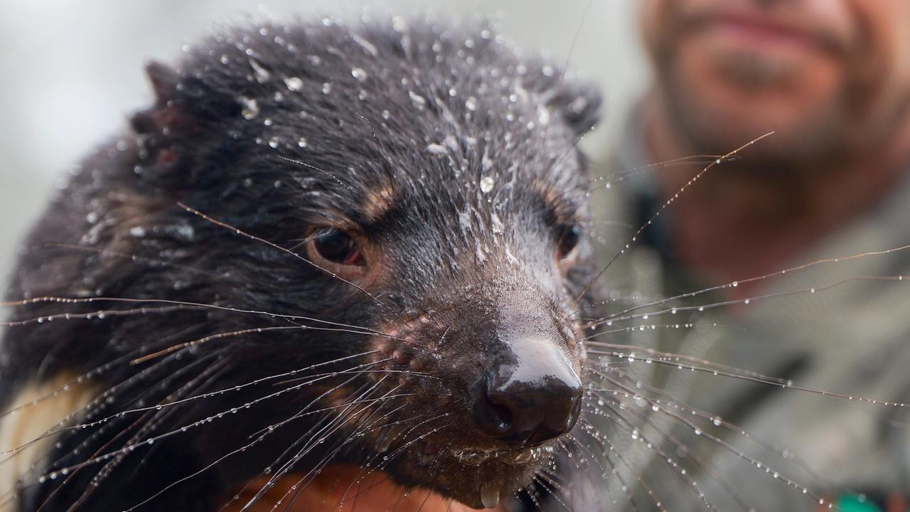 Tassie devils safe in NSW floods