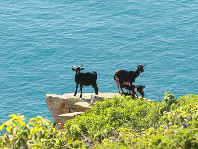 Feral goats are seen roaming Pelorus Island off the coast of Queensland in 2016. Picture: Ben Allen
