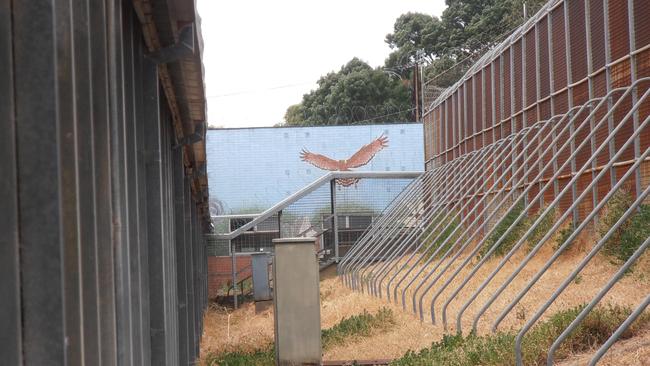 A galah perches on the facility’s interior security fencing. Picture: Supplied