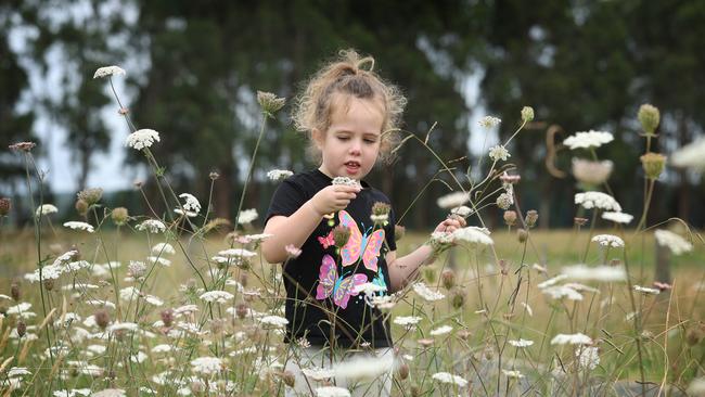 Latrobe Regional Health Hospital rgular patient Audrey Butterfield from Traralgon picks flowers. Picture: David Caird