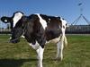 Dairy farmer peak body ‘a little club’