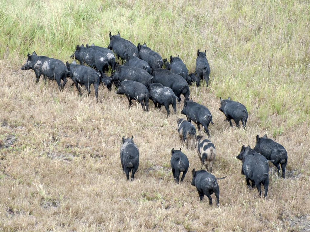 Millions of feral pigs are causing damage to farmland and national park. Image: NSW