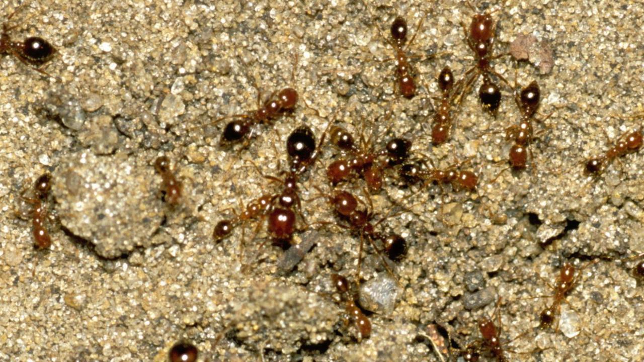 Urgent alert as fire ant nests found