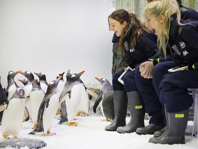 DAILY TELEGRAPH 7TH DECEMBER 2023Pictured are gentoo penguins walking among guests Emily Healy and Charli Beale at the newly opened On The Ice penguin encounter at Sea Life Sydney Aquarium.Picture: Richard Dobson