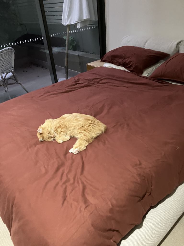 Even my cat Luna gave the sheets her tick of approval. Picture: Melody Teh