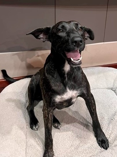 Luna, a two-year-old mixed breed, is available for adoption through Remote Animal Assistance, FNQ branch.