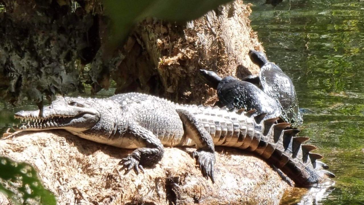 Ross River crocodile and turtle s unlikely friendship puzzles