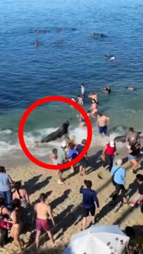 Mama sea lion charges at swimmers on beach