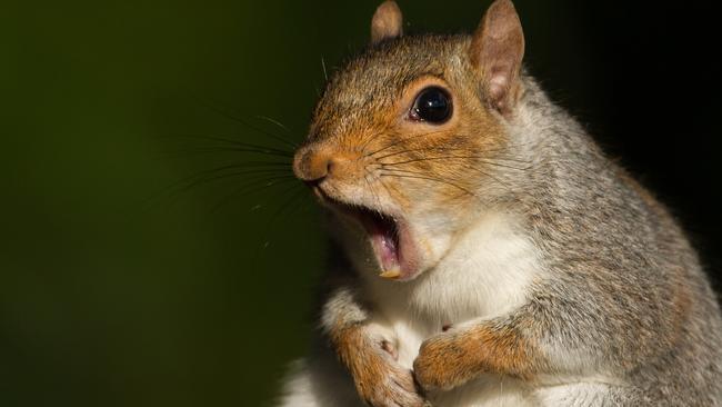 Cute, but apparently not kosher cargo on a flight. Picture: Getty