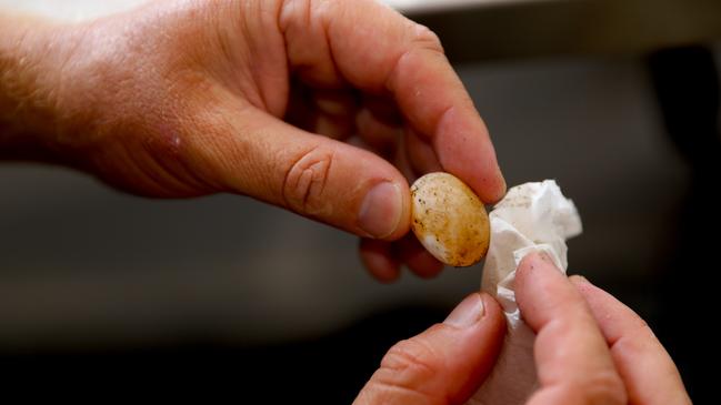 Billy Collett cleaning a Manning River Turtle egg.