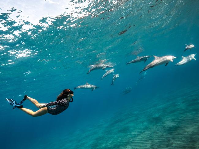 Pregnant free diver Algera Ally bonds with dolphin and her calf in ...