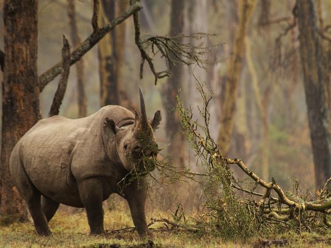 Remembering Rhinos: Greg do Toit, he was the overall winner, Wildlife Photographer of the Year, 2013 (Black rhino. Kenya) www.rememberingrhinos.com/kickstarter