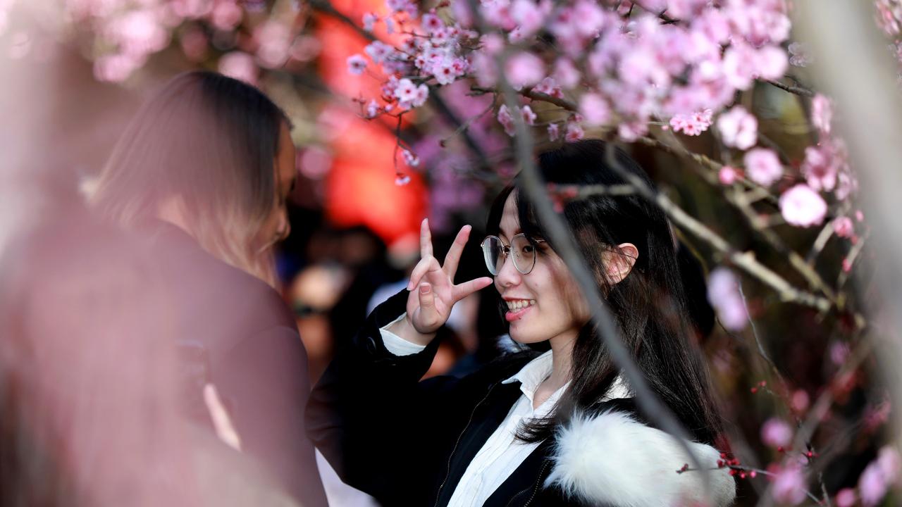 Many opportunities for social media photos at the annual Cherry Blossom Festival in Auburn. (AAP IMAGE / Angelo Velardo)