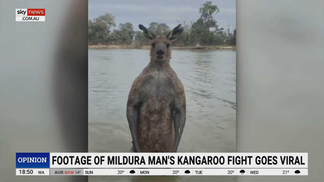 ‘It had my dog’: Mildura man discusses viral fight against Kangaroo
