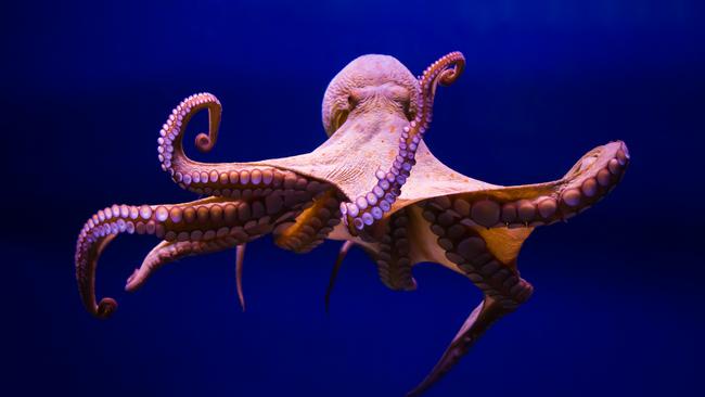 Much of the octopus nervous system is housed not in their brain but in their tentacles.