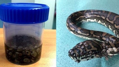 'Nike' the carpet python is recovering after being found with 511 ticks on its skin last week. Picture: Supplied.