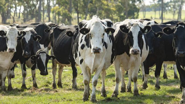 DAIRY: St David DairyRose and Glenn Atherton supply St David Dairy, a Fitzroy-based boutique milk processor. St David Dairy owner is Mancel Hickey. The St David brand won best fresh milk at this year's Grand Dairy Awards.PICTURED: Generic dairy. Dairy cows.PICTURE: ZOE PHILLIPS