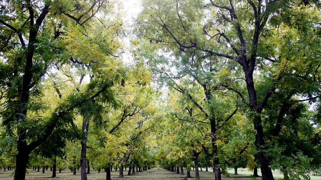 Stahmann Farms pecans. Picture: Mark Calleja