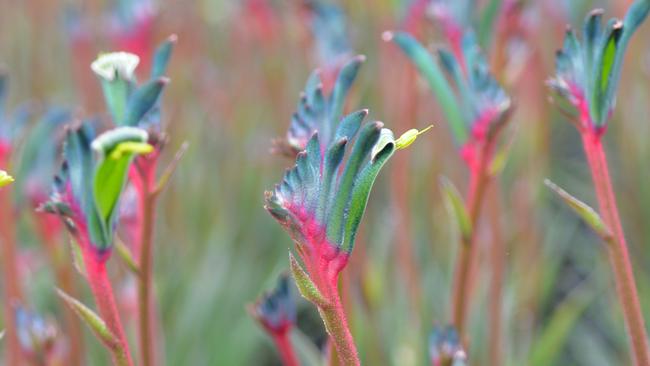 ‘Fireworks’. Picture: Ramm Botanicals