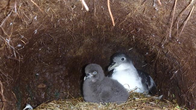 Grey petrel and chick in nest at Macquarie Island. Picture: RICHARD DAKIN