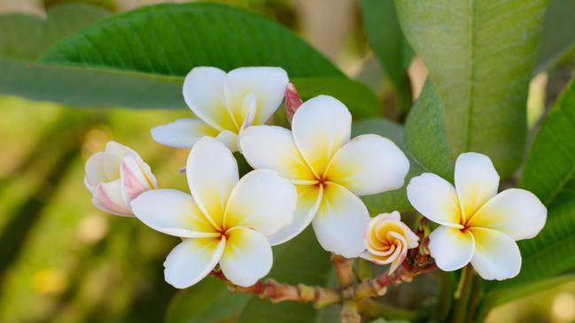 Angela Mollard loves frangipanis. Picture: iStock