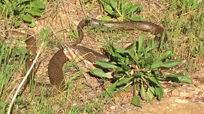 Three eastern browns in less than 10 minutes – snake season starts ...