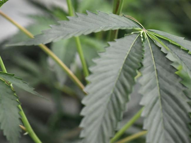 (FILES) In this file photo marijuana plants grow under artificial light at the Green Pearl Organics dispensary on the first day of legal recreational marijuana sales in California, January 1, 2018 at the Green Pearl Organics marijuana dispensary in Desert Hot Springs, California. - Governor Andrew Cuomo and New York state lawmakers formally agreed in late-night talks on a deal to legalize recreational marijuana use for adults 21 and over, the governor's office announced on March 28, 2021. Once the underlying legislation passes -- Cuomo's Democratic party holds strong majorities in both legislative chambers -- New York will join 14 other states and the District of Columbia in permitting cannabis use. (Photo by Robyn Beck / AFP)