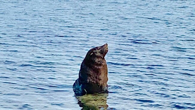 The male fur seal is making regular appearances around Bayside, with residents waiting to see where he pops up next. Picture: Shanyn Payne Killeen