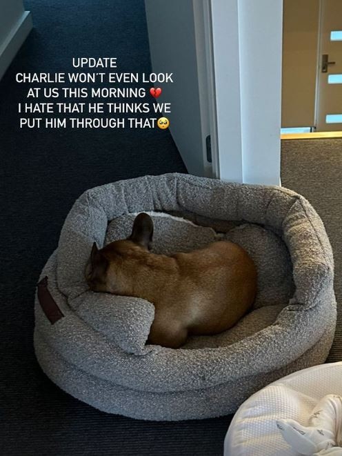 In an update on Wednesday, she shared a photo of Charlie burying his head in a dog bed. Picture: Instagram