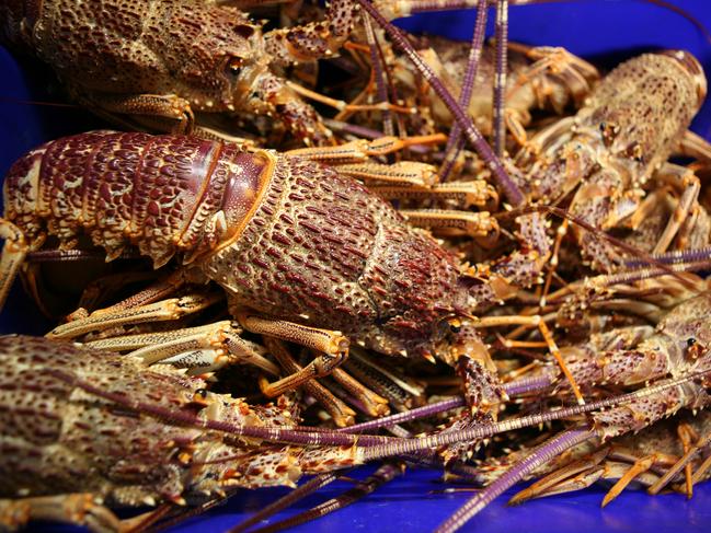 Australian spiny rock lobster.